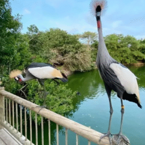 alas de biodiversidad